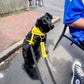 Dog Awareness Bandanas