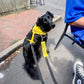 Awareness Dog Lead Sliders