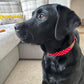 Collar - Red Polka Dot